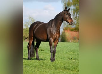 Oldenburgo, Caballo castrado, 19 años, 164 cm, Castaño oscuro