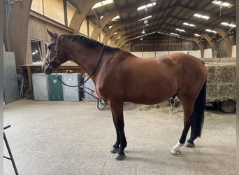 Oldenburgo, Caballo castrado, 19 años, 167 cm, Castaño
