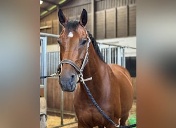 Oldenburgo, Caballo castrado, 19 años, 167 cm, Castaño