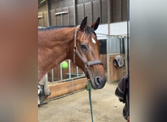 Oldenburgo, Caballo castrado, 19 años, 167 cm, Castaño
