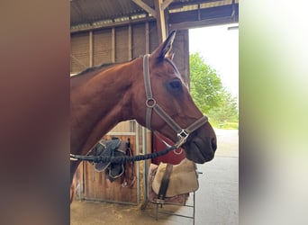 Oldenburgo, Caballo castrado, 19 años, 167 cm, Castaño