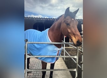 Oldenburgo, Caballo castrado, 19 años, 167 cm, Castaño