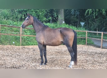 Oldenburgo, Caballo castrado, 19 años, 180 cm, Castaño