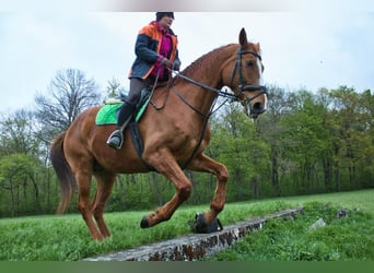 Oldenburgo, Caballo castrado, 19 años, Alazán