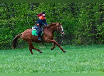 Oldenburgo, Caballo castrado, 19 años, Alazán