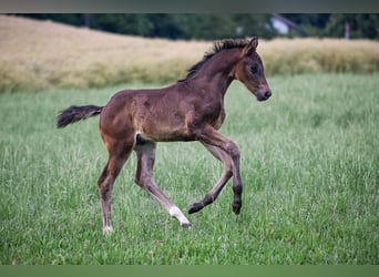 Oldenburgo, Caballo castrado, 1 año, Castaño oscuro