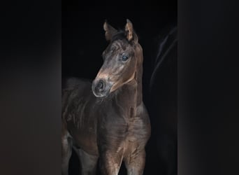 Oldenburgo, Caballo castrado, 1 año, Castaño oscuro