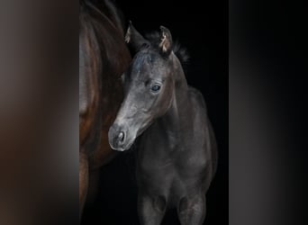 Oldenburgo, Caballo castrado, 1 año, Negro