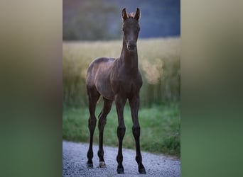Oldenburgo, Caballo castrado, 1 año, Negro
