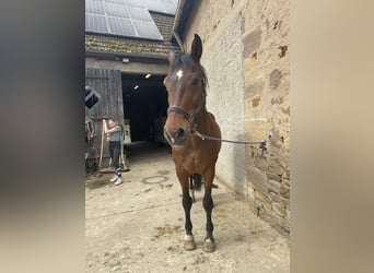 Oldenburgo, Caballo castrado, 24 años, 173 cm, Castaño