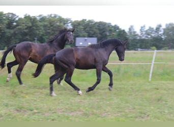 Oldenburgo, Caballo castrado, 2 años, 161 cm, Negro