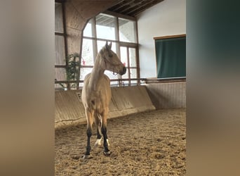 Oldenburgo, Caballo castrado, 2 años, 164 cm, Buckskin/Bayo