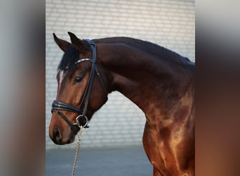 Oldenburgo, Caballo castrado, 2 años, 164 cm, Castaño