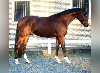 Oldenburgo, Caballo castrado, 2 años, 164 cm, Castaño