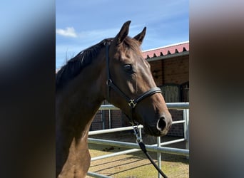 Oldenburgo, Caballo castrado, 2 años, 164 cm, Castaño oscuro
