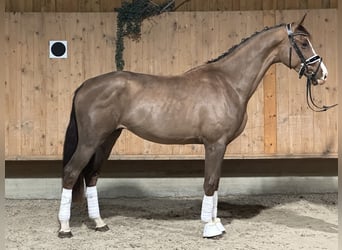 Oldenburgo, Caballo castrado, 2 años, 166 cm, Alazán-tostado