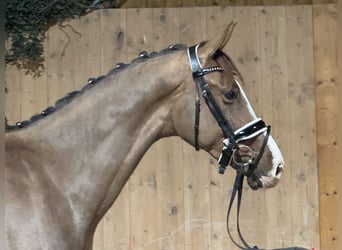 Oldenburgo, Caballo castrado, 2 años, 166 cm, Alazán-tostado