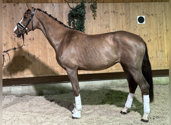 Oldenburgo, Caballo castrado, 2 años, 166 cm, Alazán-tostado