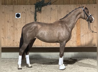 Oldenburgo, Caballo castrado, 2 años, 166 cm, Alazán-tostado