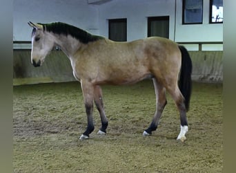 Oldenburgo, Caballo castrado, 2 años, 167 cm, Buckskin/Bayo