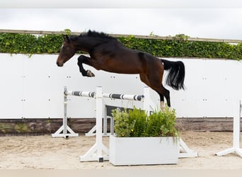 Oldenburgo, Caballo castrado, 2 años, 167 cm, Castaño Oldenburgo, Caballo castrado, 2 años, 167 cm, Castaño