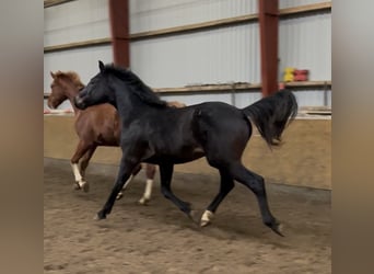 Oldenburgo, Caballo castrado, 2 años, 167 cm, Castaño oscuro