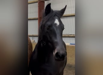 Oldenburgo, Caballo castrado, 2 años, 167 cm, Castaño oscuro