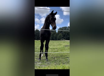 Oldenburgo, Caballo castrado, 2 años, 167 cm, Castaño oscuro