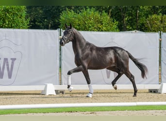 Oldenburgo, Caballo castrado, 2 años, 167 cm, Negro