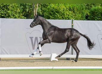 Oldenburgo, Caballo castrado, 2 años, 167 cm, Negro