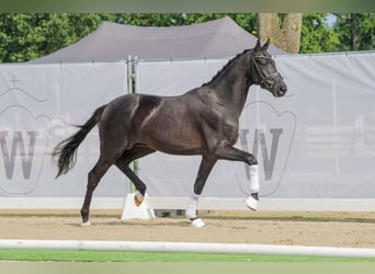 Oldenburgo, Caballo castrado, 2 años, 167 cm, Negro