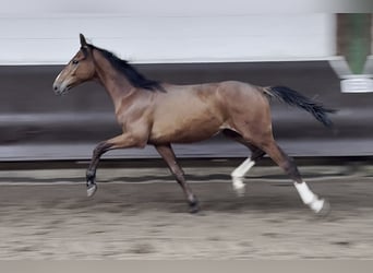 Oldenburgo, Caballo castrado, 2 años, 168 cm, Castaño