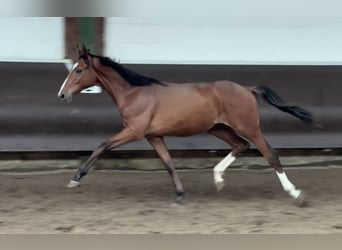 Oldenburgo, Caballo castrado, 2 años, 168 cm, Castaño