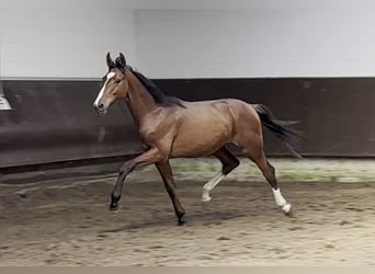 Oldenburgo, Caballo castrado, 2 años, 168 cm, Castaño