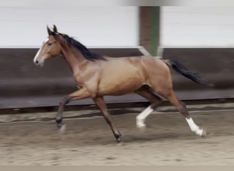 Oldenburgo, Caballo castrado, 2 años, 168 cm, Castaño