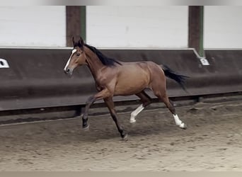 Oldenburgo, Caballo castrado, 2 años, 168 cm, Castaño