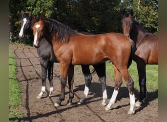 Oldenburgo, Caballo castrado, 2 años, 168 cm, Castaño
