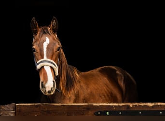 Oldenburgo, Caballo castrado, 2 años, 168 cm, Castaño rojizo