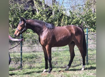 Oldenburgo, Caballo castrado, 2 años, 169 cm, Castaño oscuro