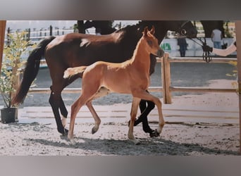 Oldenburgo, Caballo castrado, 2 años, 170 cm, Alazán