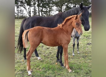 Oldenburgo, Caballo castrado, 2 años, 170 cm, Alazán