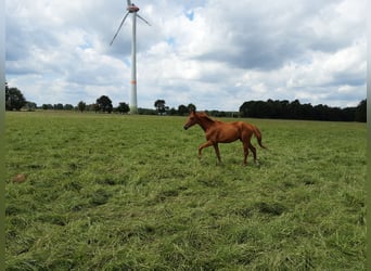 Oldenburgo, Caballo castrado, 2 años, 170 cm, Alazán