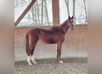 Oldenburgo, Caballo castrado, 2 años, 170 cm, Alazán