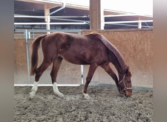 Oldenburgo, Caballo castrado, 2 años, 170 cm, Alazán