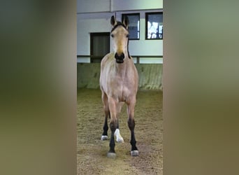 Oldenburgo, Caballo castrado, 2 años, 170 cm, Buckskin/Bayo