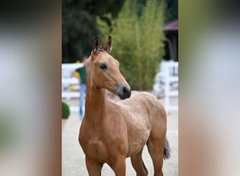 Oldenburgo, Caballo castrado, 2 años, 170 cm, Buckskin/Bayo