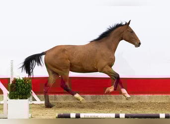 Oldenburgo, Caballo castrado, 2 años, 171 cm, Castaño