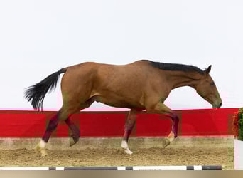 Oldenburgo, Caballo castrado, 2 años, 171 cm, Castaño