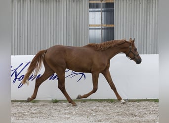 Oldenburgo, Caballo castrado, 2 años, 172 cm, Alazán