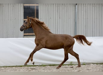 Oldenburgo, Caballo castrado, 2 años, 172 cm, Alazán